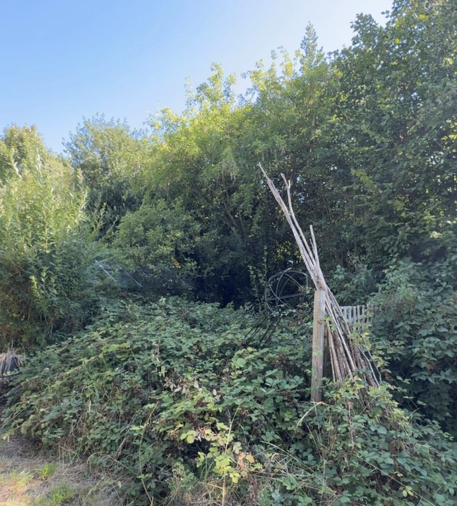 An overgrown garden corner before a visit